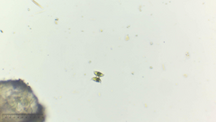 Staurodesmus dejectus