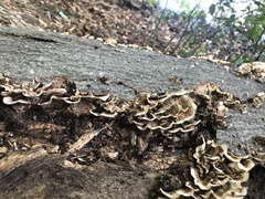 Stereum gausapatum