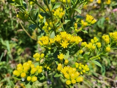 Solidago rigida