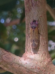 Oncometopia facialis