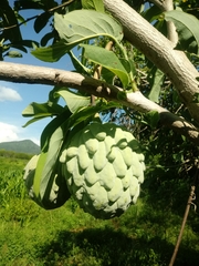 Annona macroprophyllata