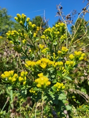 Solidago rigida