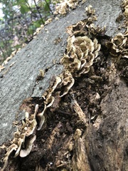 Stereum gausapatum