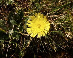 Pilosella officinarum