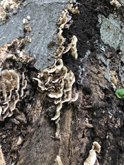 Stereum gausapatum