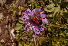 Zygaena filipendulae