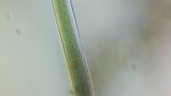 Nostocales