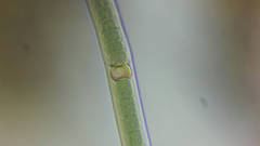 Nostocales