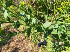 Solidago rigida