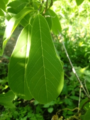 Annona macroprophyllata