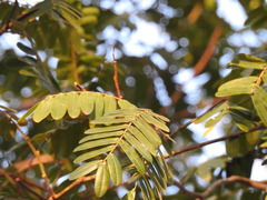 Cassia grandis