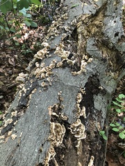 Stereum gausapatum