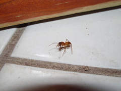 Camponotus