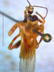 Reduviidae
