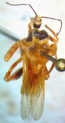 Reduviidae