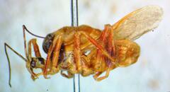 Reduviidae