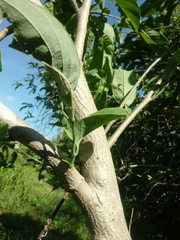 Annona macroprophyllata
