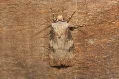 Agrotis puta