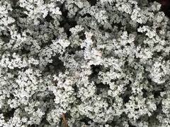 Stereocaulon