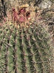 Ferocactus peninsulae