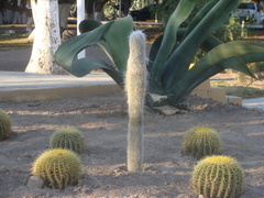 Cephalocereus senilis