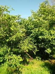 Annona macroprophyllata