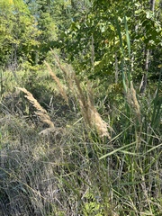 Calamagrostis epigejos