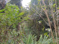 Hedychium coronarium