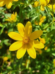 Bidens aristosa