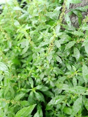 Parietaria judaica