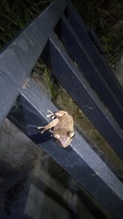 Polypedates megacephalus