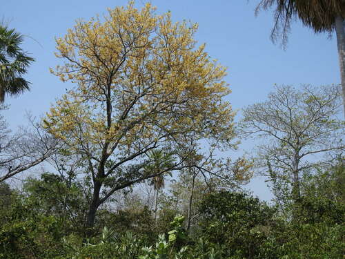 Cassia grandis
