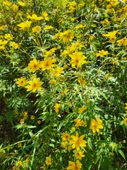 Bidens aristosa