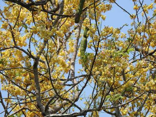 Cassia grandis