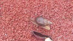 Lissachatina immaculata