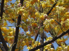 Cassia grandis
