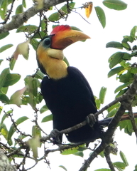 Rhabdotorrhinus corrugatus