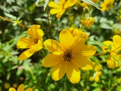 Bidens aristosa