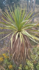 Eryngium paniculatum