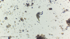 Euglena
