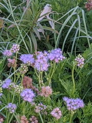 Conoclinium dissectum