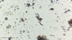 Euglena