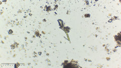 Euglena