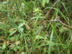 Carex grayi
