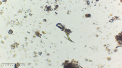 Euglena