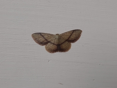 Idaea obliquilinea