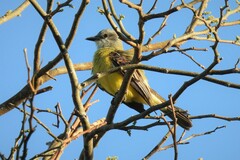 Tyrannus melancholicus satrapa