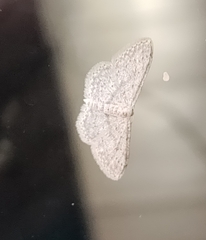 Idaea