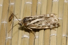 Acontia trabealis