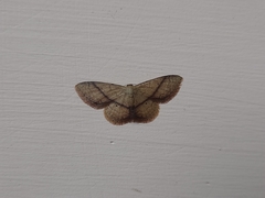 Idaea obliquilinea
